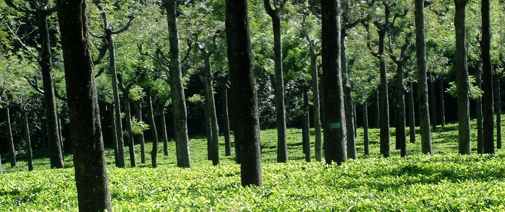 Mysore - Ooty - Coonoor - Kodaikanal