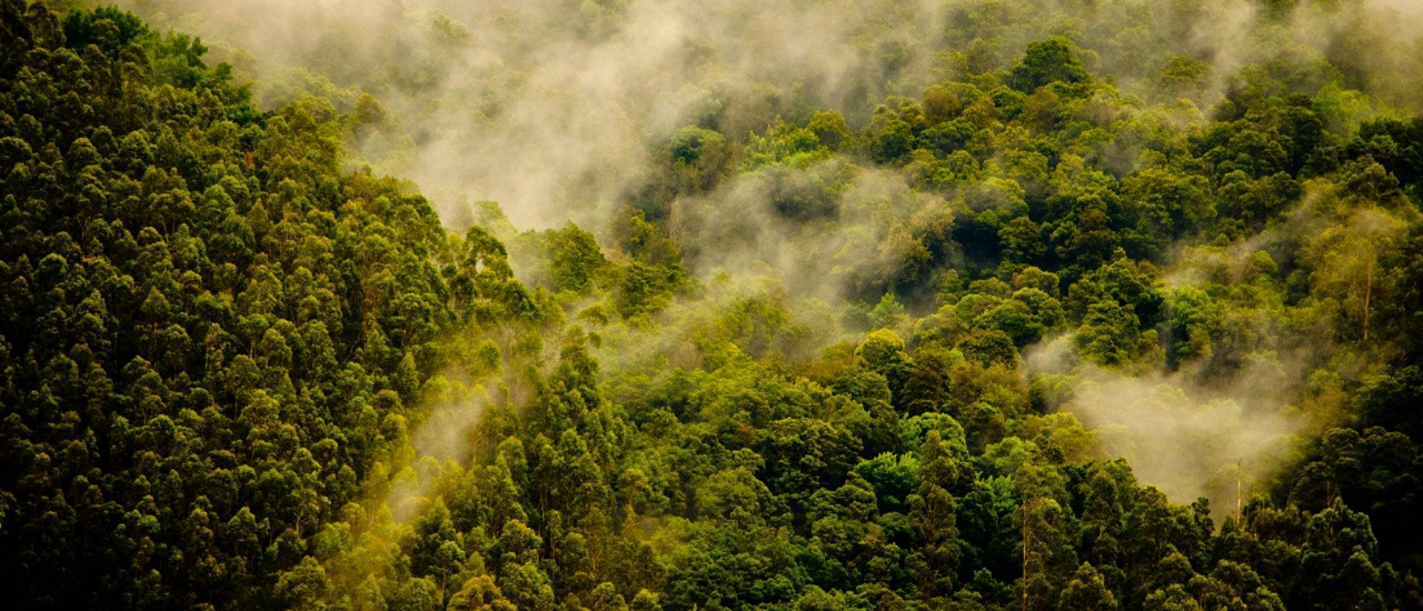 Mysore - Ooty - Kodaikanal
